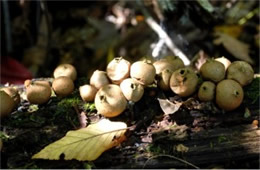 Morganella pyriformis - Puffball Mushrooms