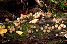 Morganella pyriformis - Puffball Mushrooms