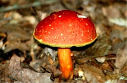 Boletus chrysenteron - Mushroom