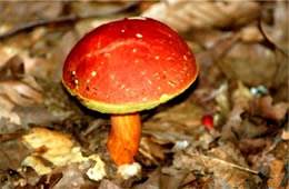 Boletus chrysenteron - Mushroom