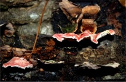 Phlebia incarnata - Poypore Mushroom