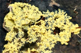 Yellow Slime Mold