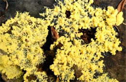 Yellow Slime Mold