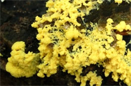 Yellow Slime Mold