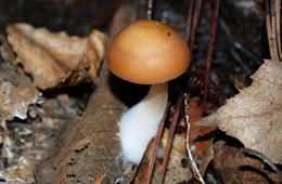 Mushroom