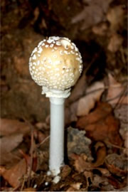 Amanita Mushroom