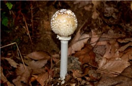 Amanita Mushroom