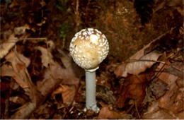 Amanita Mushroom