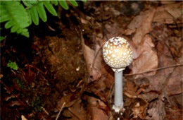 Amanita Mushroom