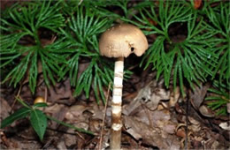 Mushroom