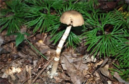 Mushroom