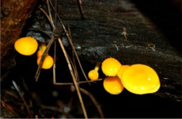 Tiny Yellow Mushrooms