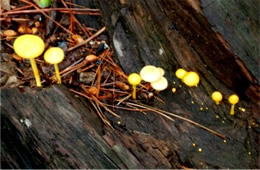 Tiny Yellow Mushrooms