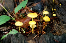 Tiny Yellow Mushrooms