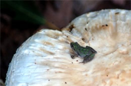 Small Toad Sitting on a Large White Mushroom