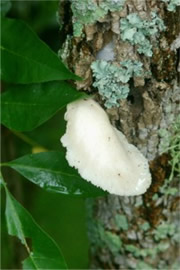 Tree Fungus