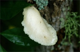 Tree Fungus