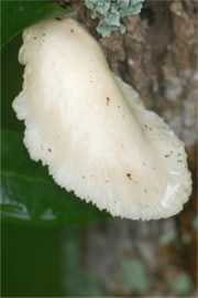 Tree Fungus