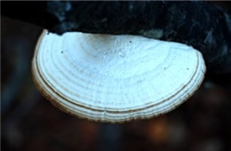 Polypore Mushroom