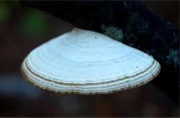 Polypore Mushroom