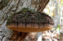 Polypore Mushroom