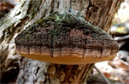 Polypore Mushroom