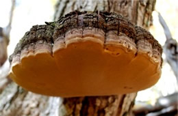 Polypore Mushroom