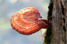 Tree Mushroom