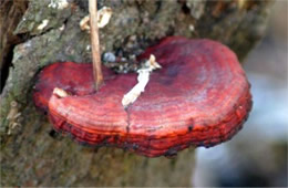 Tree Mushroom