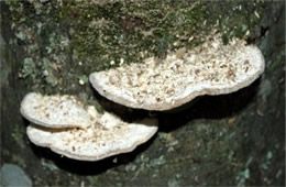 Trametes elegans - Polypore Mushroom