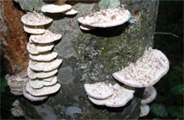 Trametes elegans - Polypore Mushroom