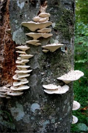 Trametes elegans - Polypore Mushroom