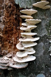 Trametes elegans - Polypore Mushroom