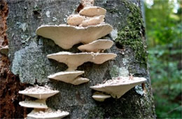 Trametes elegans - Polypore Mushroom