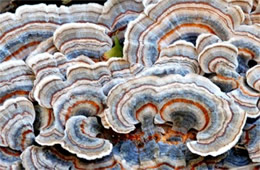 Trametes versicolor - Turkey Tail Mushroom