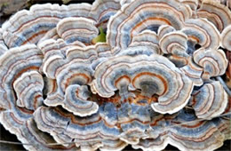 Trametes versicolor - Turkey Tail Mushroom