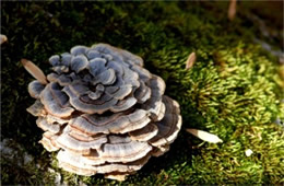 Trametes versicolor - Turkey Tail Mushroom