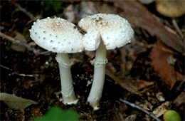 Amanita Mushrooms