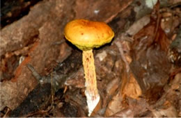 Mushroom