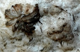 Mammoth Cave Formations - Gypsum Flowers