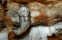 Mammoth Cave Gypsum Formations
