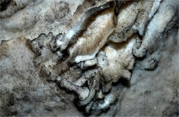 Mammoth Cave Gypsum Formations