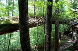 Needle Arch, Big South Fork NRR