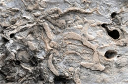 Permian Reef Fossils