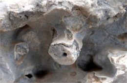 Permian Reef Fossils