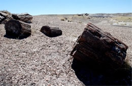 Petrified Forest