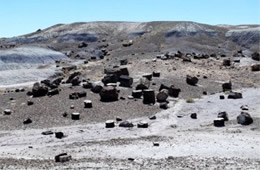 Petrified Forest