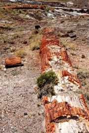 Petrified Forest