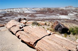 Petrified Forest