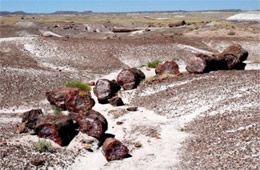 Petrified Forest